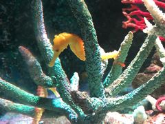 -暹罗海洋世界