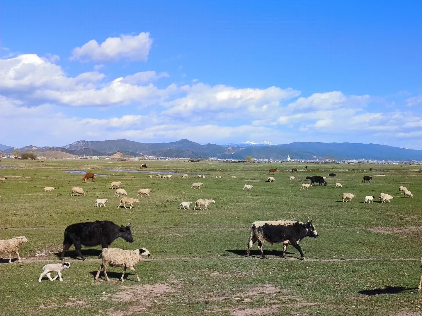 香格里拉纳帕海景区图片