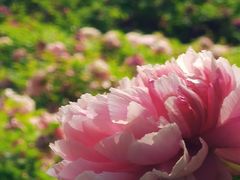 -洛阳市隋唐城遗址植物园