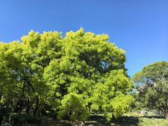 -莲花池公园