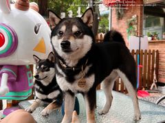 -柴犬高等学院·狗咖·柴犬售卖·宠物训练