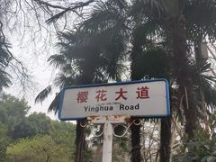 -武汉大学-樱园
