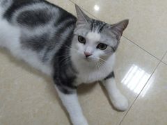 -瑞鹏宠物医院·骨科·猫科·内科(第一中心)