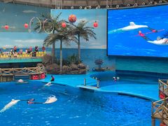 -海合安成都极地海洋公园