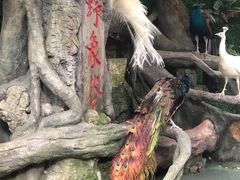 -野象谷景区