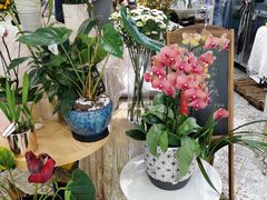 -Libra Flora花店(骆岗中央公园店)