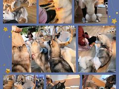 -Husky Go! 哈士奇体验馆·宠物咖啡厅狗咖