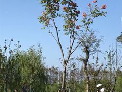 景点-上海长兴岛郊野公园