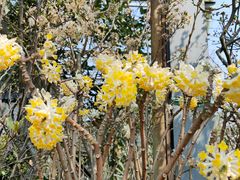 -金科花卉市场