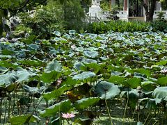 -惠州西湖风景名胜区-丰渚园