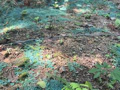 -天目山大树王景区