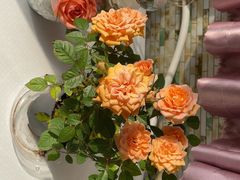 -金陵花卉交易市场