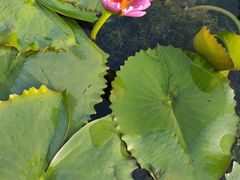 -深圳仙湖植物园