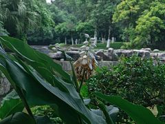 -广西壮族自治区药用植物园