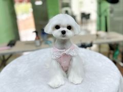 -鑫艺宠物美容培训学校