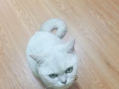 -李小姐の猫咖啡馆(五角场店)