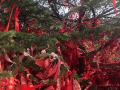 -龙口南山旅游景区