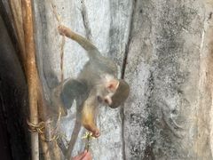 -灵玲国际马戏城