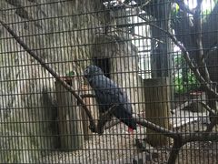 -新加坡飞禽公园