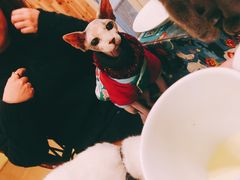 -猫色咖啡·猫咖