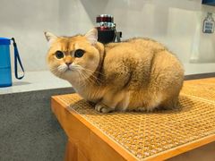 -伟伟宠物医院·CT影像中心·瑞派犬猫综合性门诊(汉口总院)
