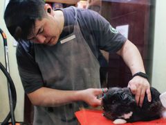 -宠物兔专门店(天丰利市场店)