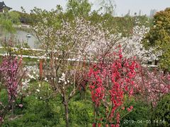 -南汇桃花村