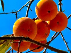 -三圣花乡旅游区