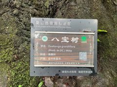 -莫里热带雨林景区