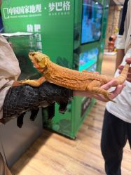 -Zoolung Zoolung动物主题公园(海信广场店)