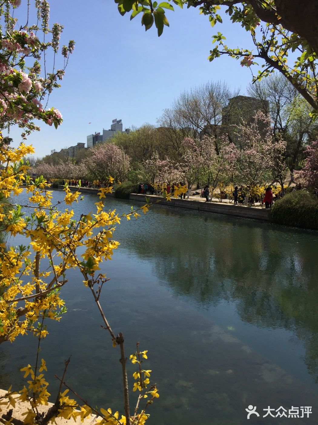 花團錦簇北京的春天迎來這般美景也真是拼了大雪