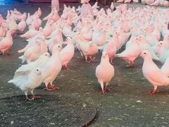 -绵阳人民公园(涪城区)