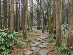 -上海共青森林公园