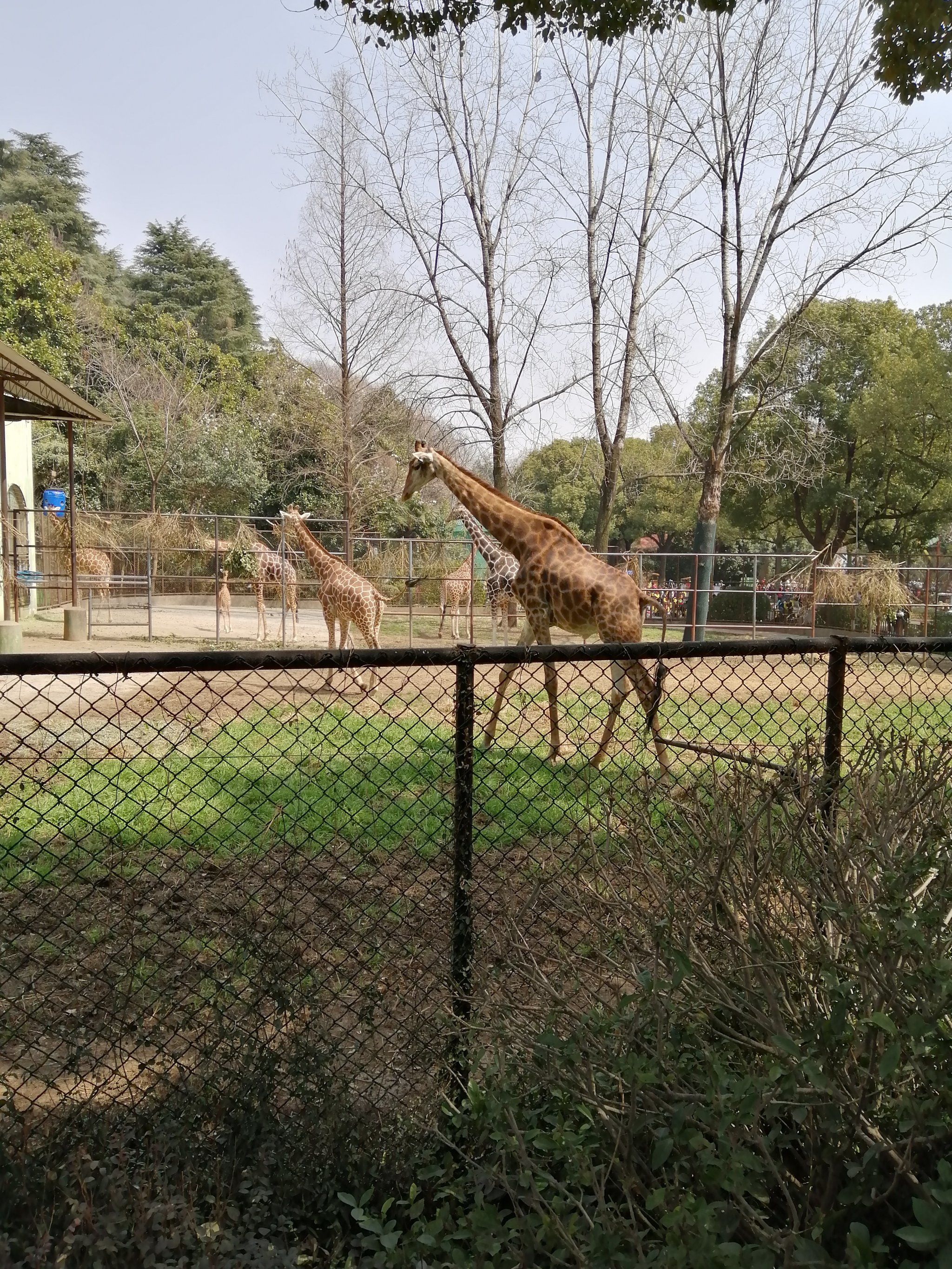 红山动物园里的长颈鹿🦒