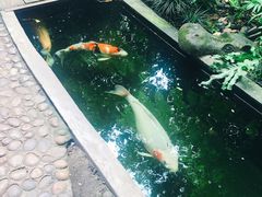 -Fern Forest Cafe