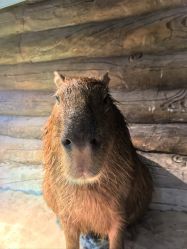 -Zoolung Zoolung动物主题公园(海信广场店)