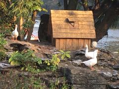 -金瑶池·猪肚鸡·传统冬瓜盅(20年白沙店)