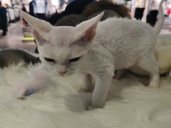 -北京华联购物中心(天通苑店)