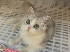 -lincat·猫舍(广州店)