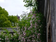 -惠山古镇·寄畅园