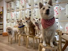 -柴迷FANS CLUB·柴犬狗咖·猫咖