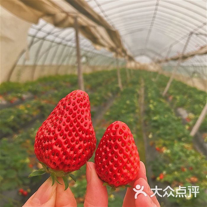 石榴红村草莓采摘园图片