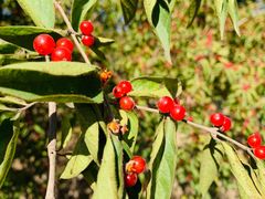 -永定河休闲森林公园