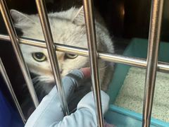 -御宝贝·A梦猫科宠物医院(国际猫友好医院)