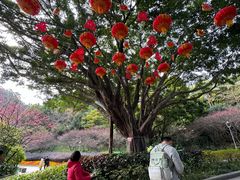-金鸡山公园