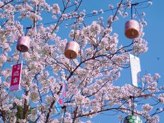 -顾村公园