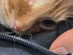 -天宠宠物医院24小时·急重症诊疗中心·全科·腔镜特色(和平分院)