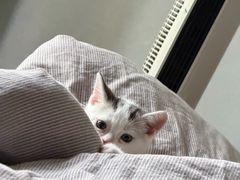 -宠颐生宠物医院·异宠猫科内科·诊疗中心宠巢店