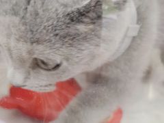 -爱侣宠医·鹦鹉专科·小型哺乳类·异宠专科(灵石路店)