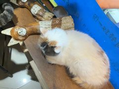 -平行世界·猫咖(首经贸店)
